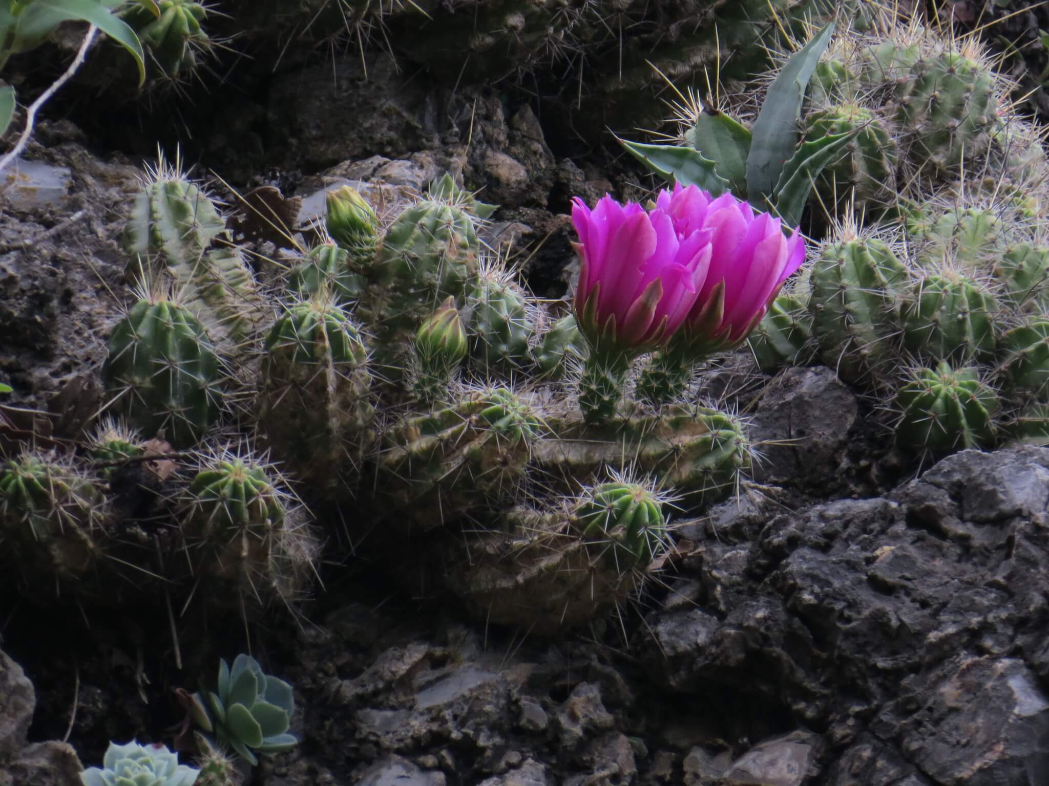 Echinocereus viereckii